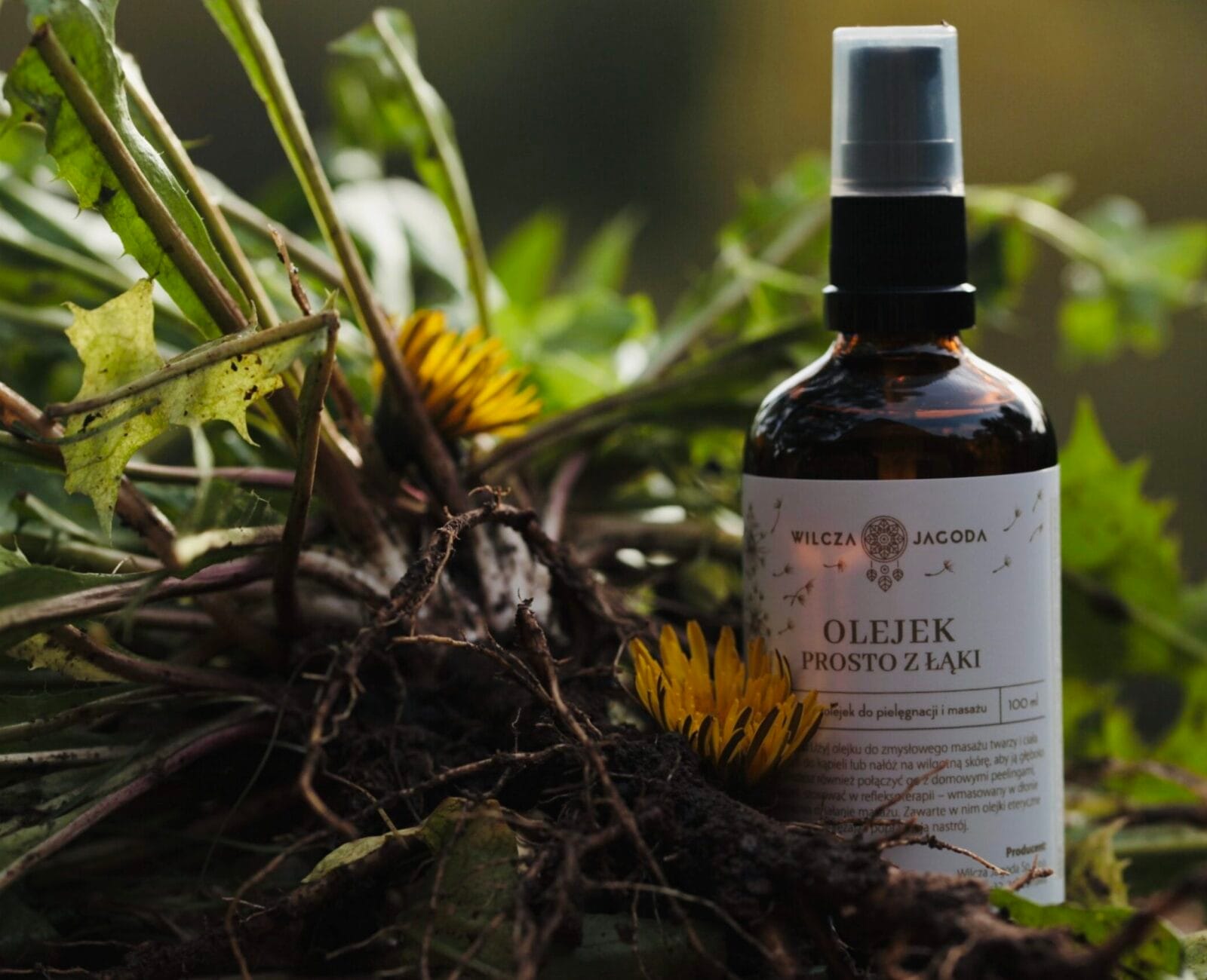 IMG 2027 scaled Wilcza Jagoda